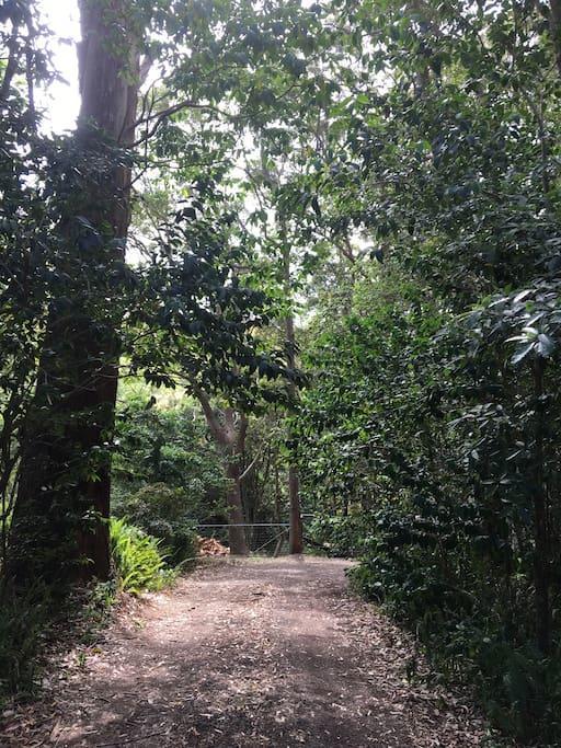 Avoca Beach And Bush Экстерьер фото